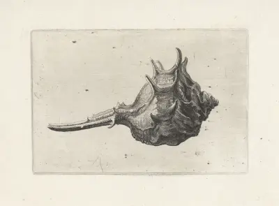Kurzdornige Stachelschnecke (Murex brevispina) von Wenceslaus Hollar