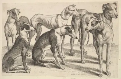 Sechs Hunde von Wenceslaus Hollar
