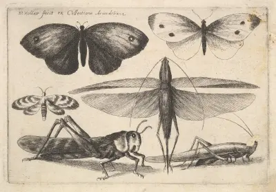 Sechs Insekten von Wenceslaus Hollar