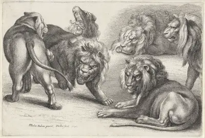 Sechs Löwen in verschiedenen Haltungen von Wenceslaus Hollar