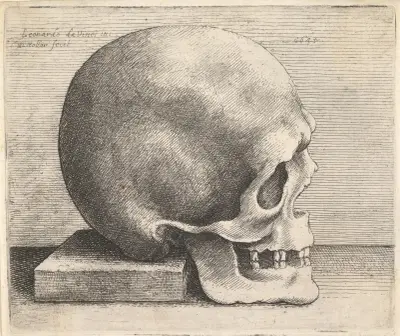 Schädel im Profil nach rechts von Wenceslaus Hollar
