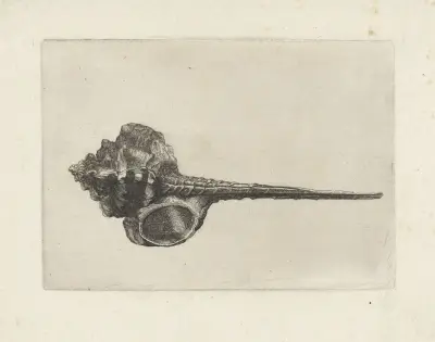 Schnepfenschnabel-Murex (Murex haustellum) von Wenceslaus Hollar