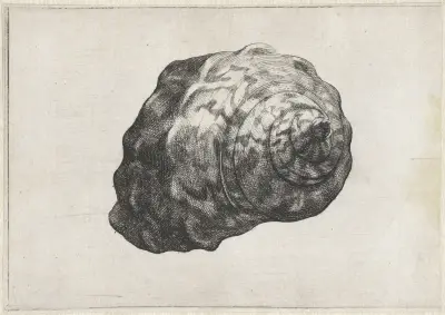 Südafrikanischer Turban (Turbo sarmaticus) von Wenceslaus Hollar