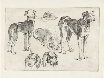 Studien von Hetzhunden von Wenceslaus Hollar
