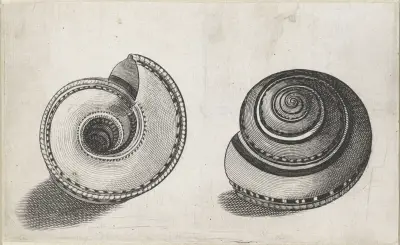 Sonnenuhrschnecke (Architectonica perspectiva) von Wenceslaus Hollar
