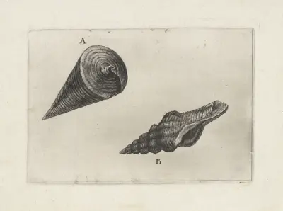 Teleskopschnecke (Telescopium telescopium) (A) und Nicobars Spindelschnecke (Fusinus nicobaricus) (B) von Wenceslaus Hollar