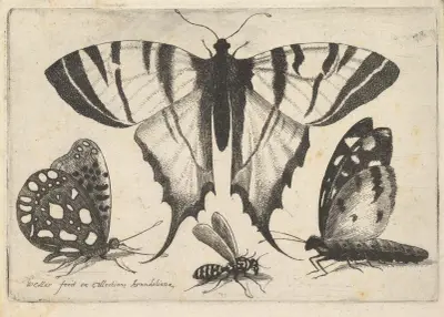 Drei Schmetterlinge und eine Wespe von Wenceslaus Hollar
