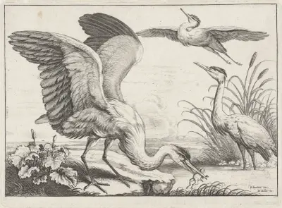 Drei Reiher; einer mit ausgebreiteten Flügeln greift einen Frosch aus dem Fluss, während ein anderer abhebt von Wenceslaus Hollar