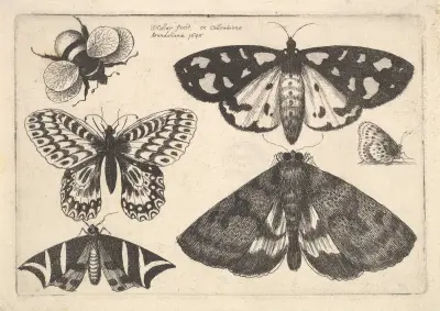 Drei Nachtfalter, zwei Tagfalter und eine Hummel von Wenceslaus Hollar