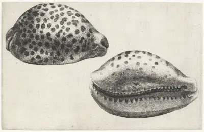 Tiger-Kauri (Cypraea tigris) von Wenceslaus Hollar