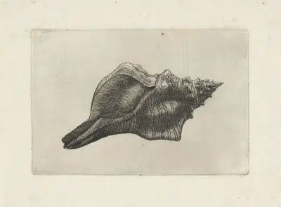 Trapezium-Pferdemuschel (Pleuroploca trapezium) von Wenceslaus Hollar