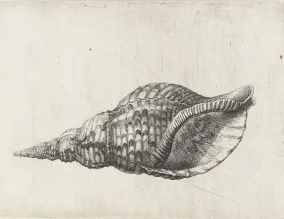 Trompetenschnecke (Charonia tritonis) von Wenceslaus Hollar