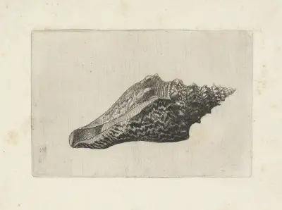 Tuba false fusus (Hemifusus tuba) von Wenceslaus Hollar
