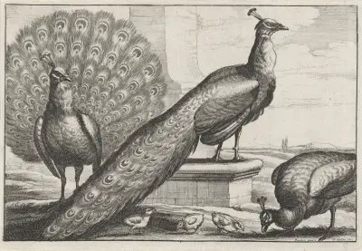 Zwei Pfauen, eine Pfauhenne und drei Küken von Wenceslaus Hollar