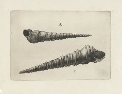 Zwei Schraubenschnecken (Turritella spp.) von Wenceslaus Hollar