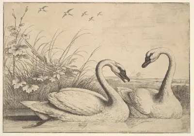 Zwei Schwäne von Wenceslaus Hollar