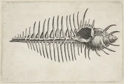 Venus-Kamm-Murex (Murex pecten) von Wenceslaus Hollar