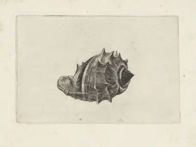 Westindische Kronenschnecke (Melongena melongena) von Wenceslaus Hollar