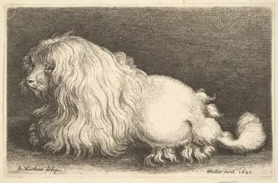 Weißer Hund, 1649 – Nr. 1 von Wenceslaus Hollar