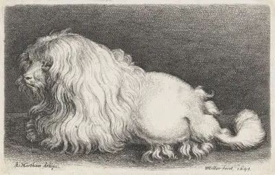 Weißer Hund, 1649 – Nr. 2 von Wenceslaus Hollar