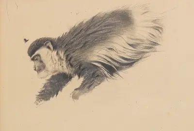 Afrikanischer Hundsaffe (Colobus guereza) av Wilhelm Kuhnert