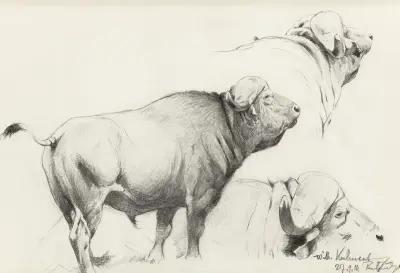 Kafferbuffel av Wilhelm Kuhnert