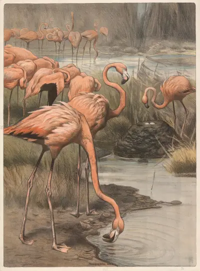 Flamingo av Wilhelm Kuhnert