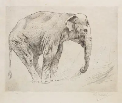 Indisk elefant av Wilhelm Kuhnert