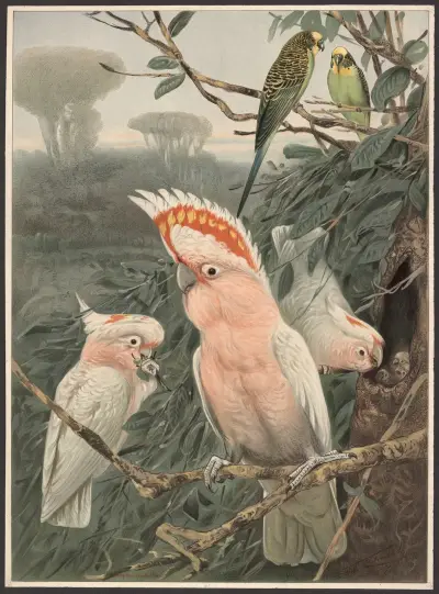 Pink cockatoo av Wilhelm Kuhnert