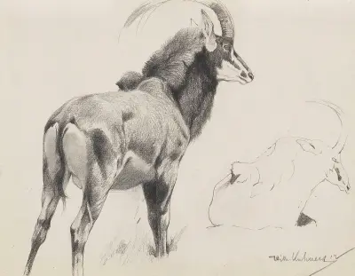 Rappenantilope av Wilhelm Kuhnert
