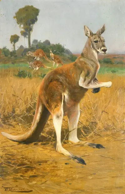 Röda kängurur i det australiska inlandet av Wilhelm Kuhnert
