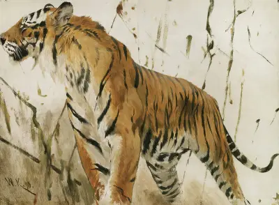 Studie eines Tigers von Wilhelm Kuhnert