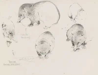 Tanrek (Studienblatt mit Tenreks) von Wilhelm Kuhnert