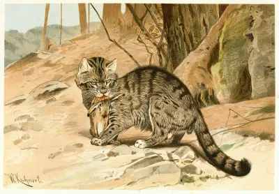 Vildkatt av Wilhelm Kuhnert