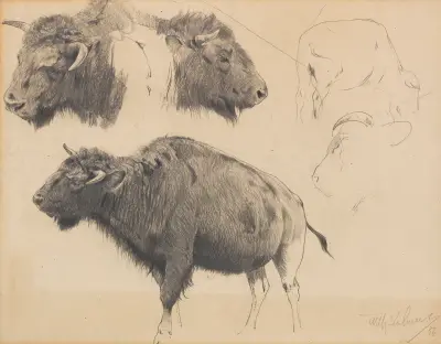 Wisent und Wisentkopf-Studien, Wilhelm Kuhnert
