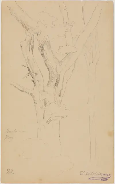 Trädstudie ('Buske i Haag'), blad 22 av Johann Wilhelm Schirmer