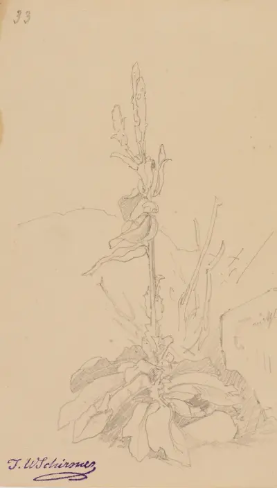 Växtstudie, fol. 33 av Johann Wilhelm Schirmer