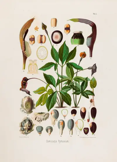 Aroideae Maximilianae Pl.02 av Heinrich Wilhelm Schott