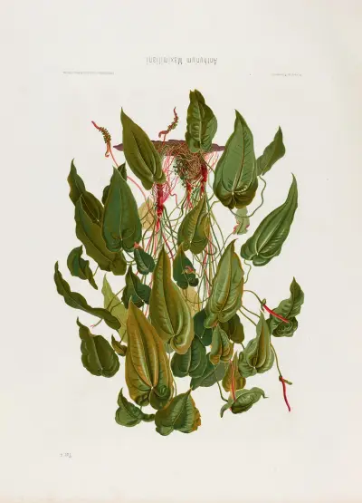 Aroideae Maximilianae Pl.04 av Heinrich Wilhelm Schott