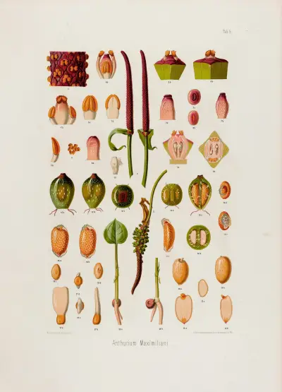 Aroideae Maximilianae Pl.05 av Heinrich Wilhelm Schott