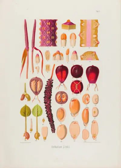 Aroideae Maximilianae Pl.07 av Heinrich Wilhelm Schott