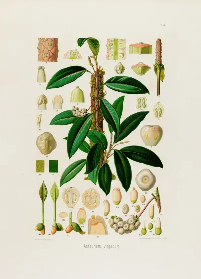 Aroideae Maximilianae Pl.08 av Heinrich Wilhelm Schott