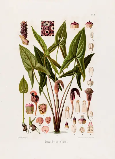 Aroideae Maximilianae Pl.16 av Heinrich Wilhelm Schott