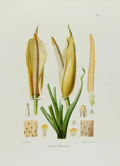 Aroideae Maximilianae Pl.20 av Heinrich Wilhelm Schott