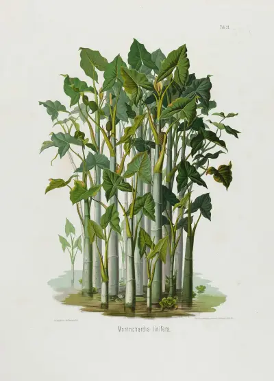 Aroideae Maximilianae Pl.21 av Heinrich Wilhelm Schott
