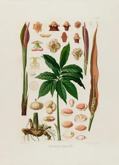Aroideae Maximilianae Pl.23 av Heinrich Wilhelm Schott