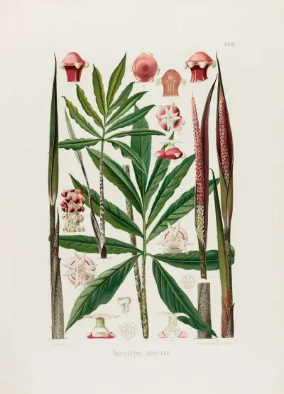 Aroideae Maximilianae Pl.24 av Heinrich Wilhelm Schott
