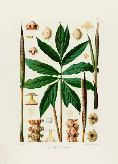 Aroideae Maximilianae Pl.25 av Heinrich Wilhelm Schott