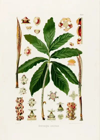 Aroideae Maximilianae Pl.26 av Heinrich Wilhelm Schott