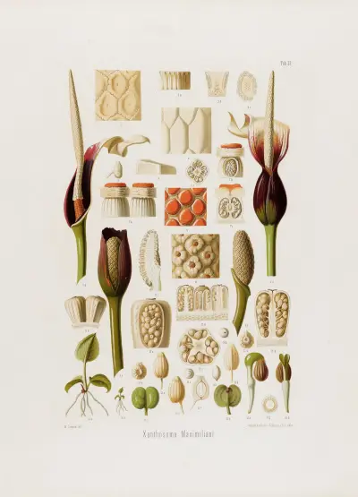 Aroideae Maximilianae Pl.33 av Heinrich Wilhelm Schott
